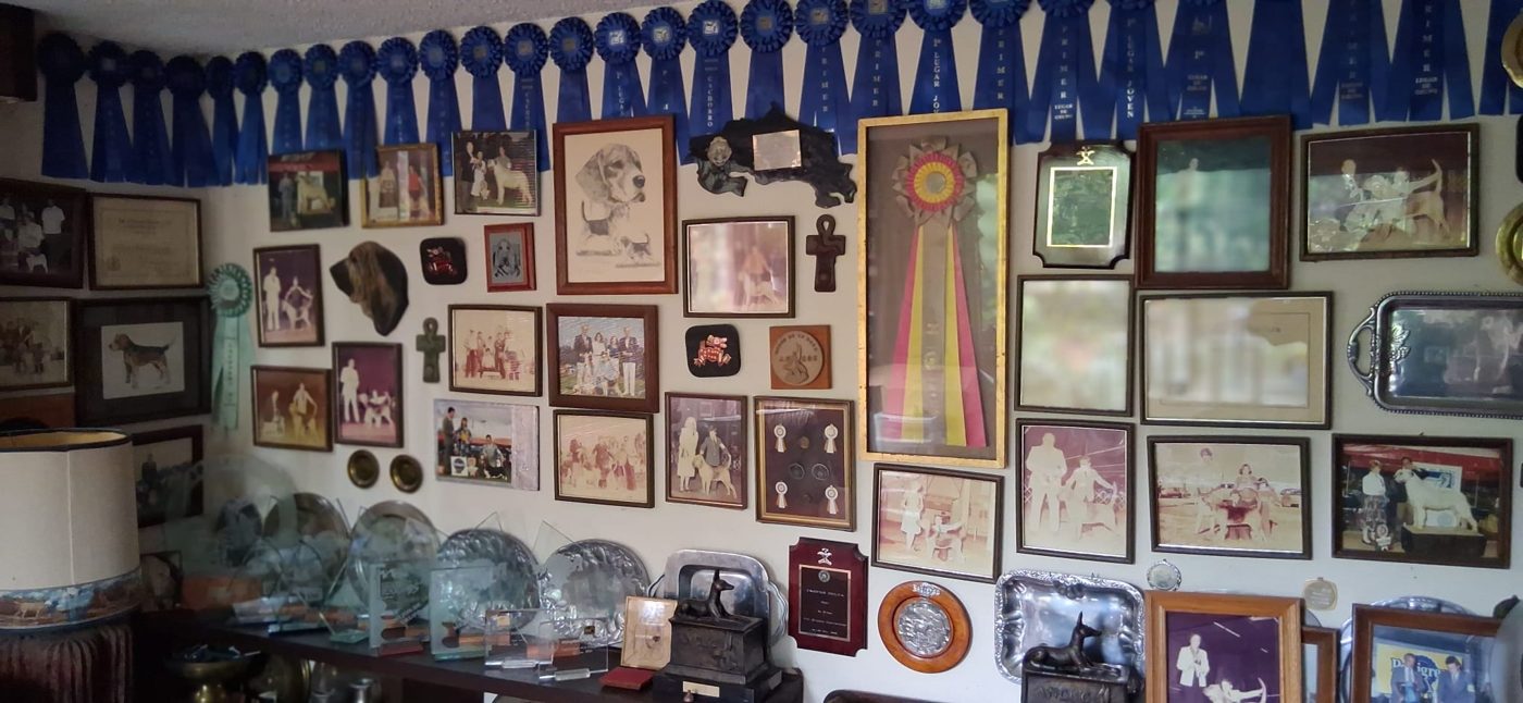 A wall of show ribbons, trophies and framed photos collected over decades