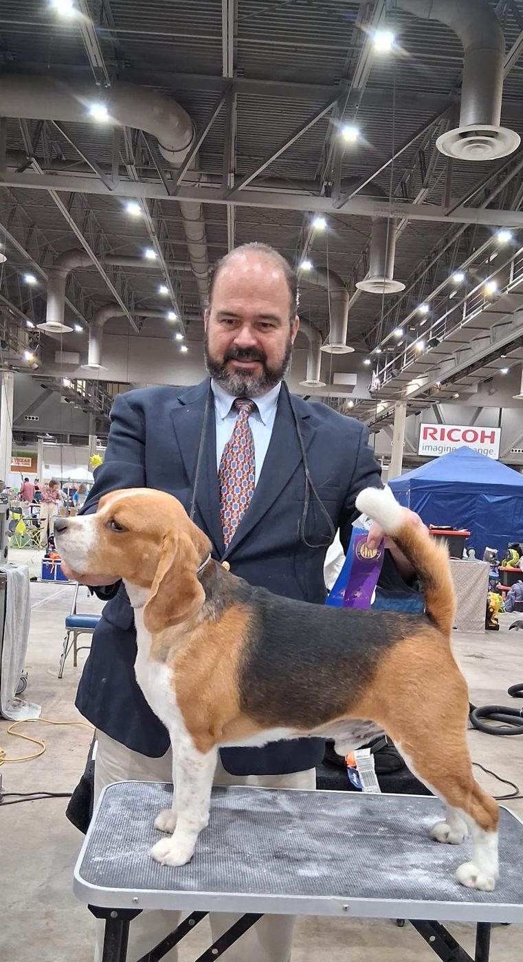 Handler stacking a tricolor Beagle at an indoor show