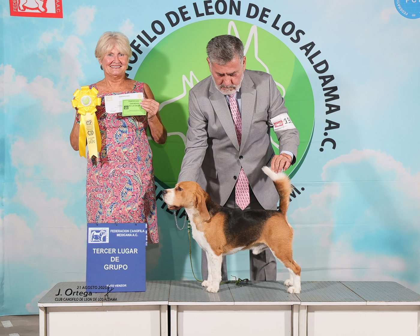 An Alamo Beagle receiving a Third in Group ribbon at a dog show