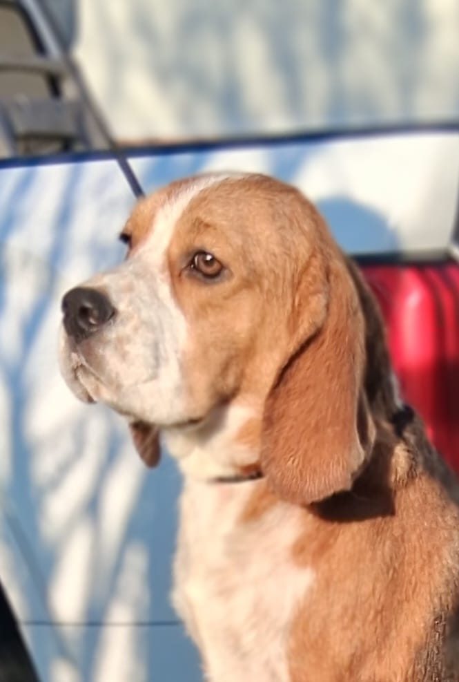 Lemon and white Beagle in profile