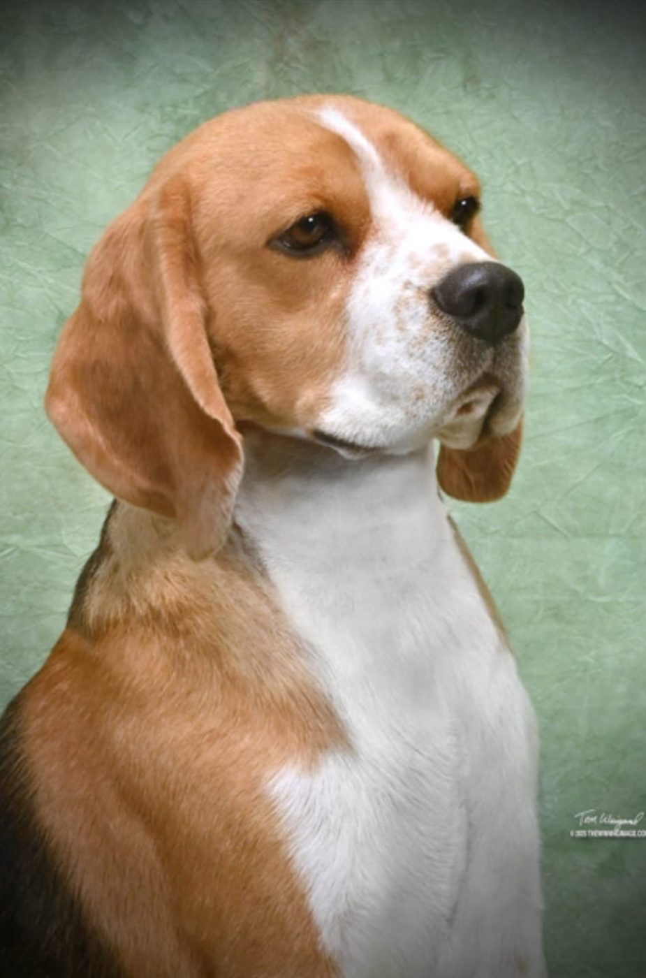 Head study of an adult red and white Alamo Beagle