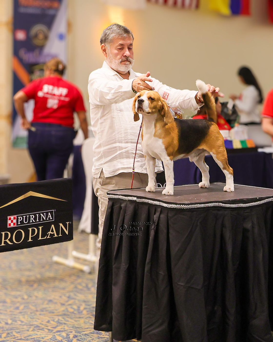 Beagle being examined on the table at a dog show