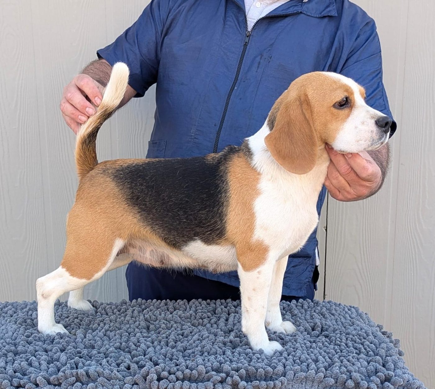 A tricolor Alamo Beagle standing in show stack