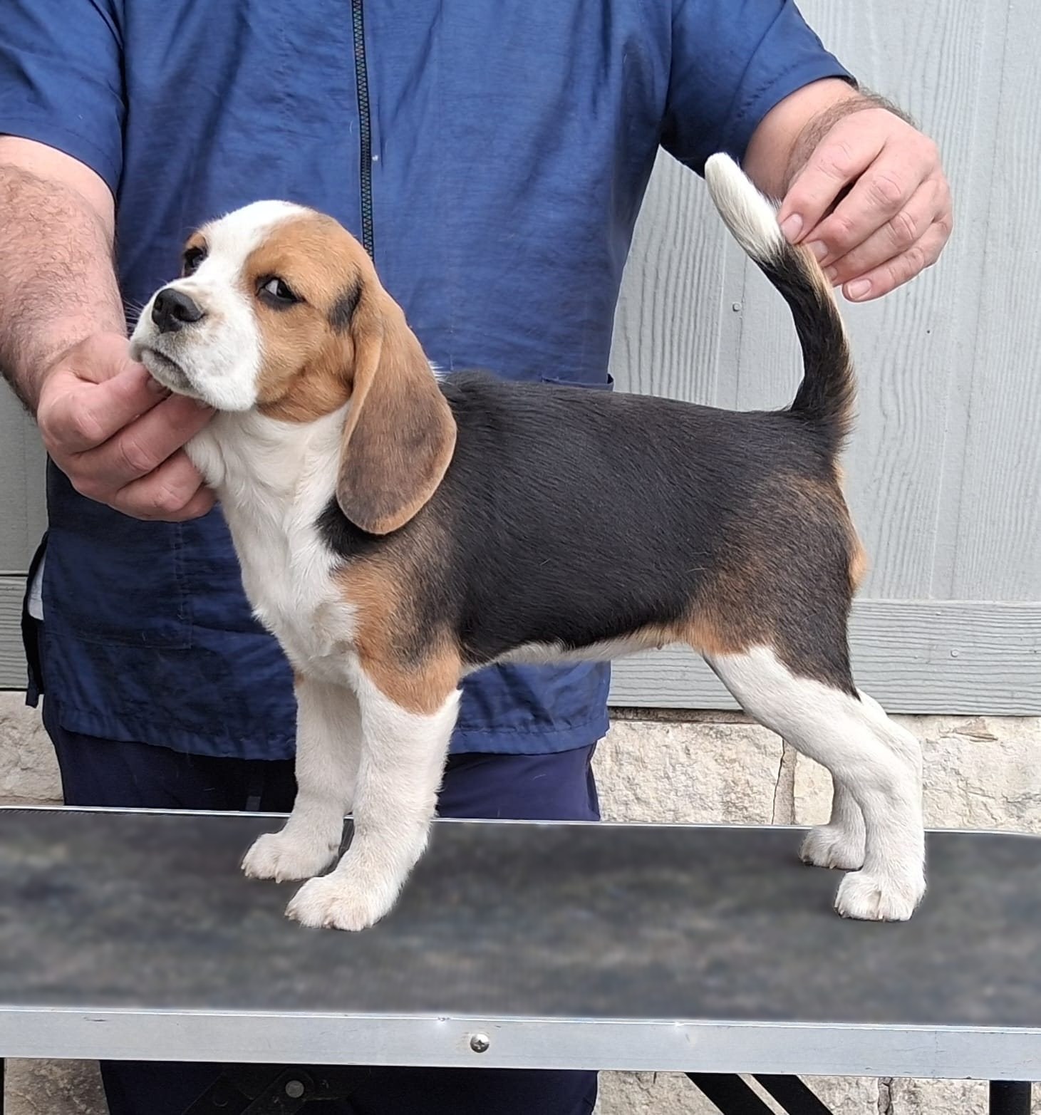 A tricolor Alamo Beagle standing in show stack on a grooming table