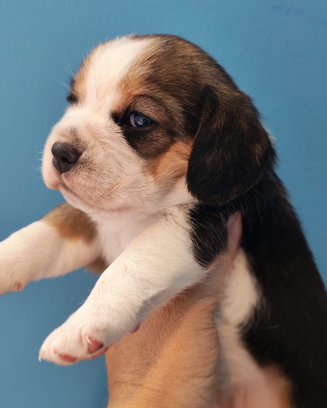 Tricolor puppy from the current litter