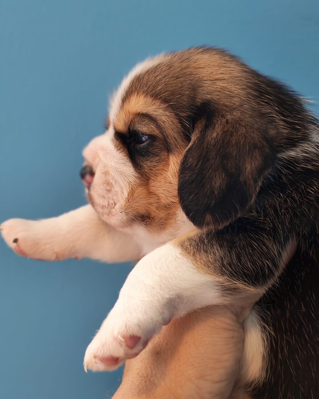 Tricolor puppy from the current litter, looking to the side