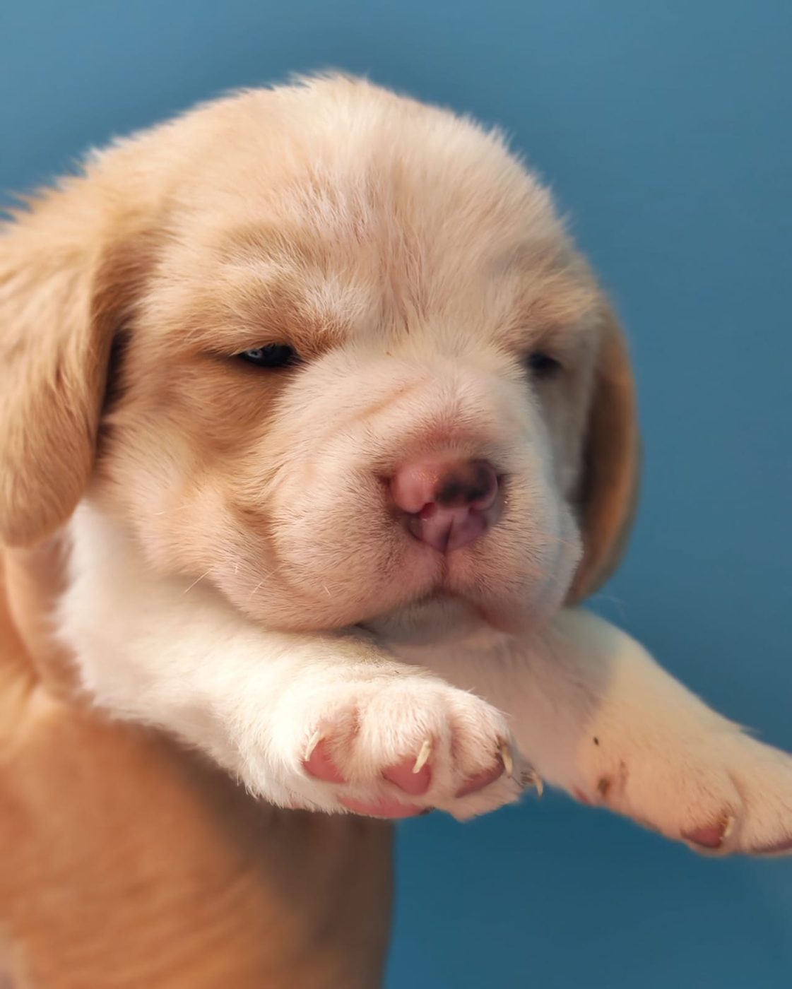 Lemon and white puppy from the current litter