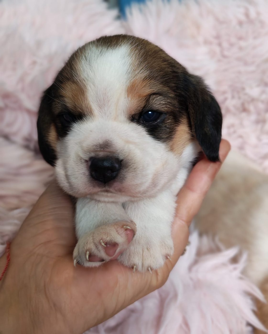 Young tricolor puppy held in a hand on a soft blanket