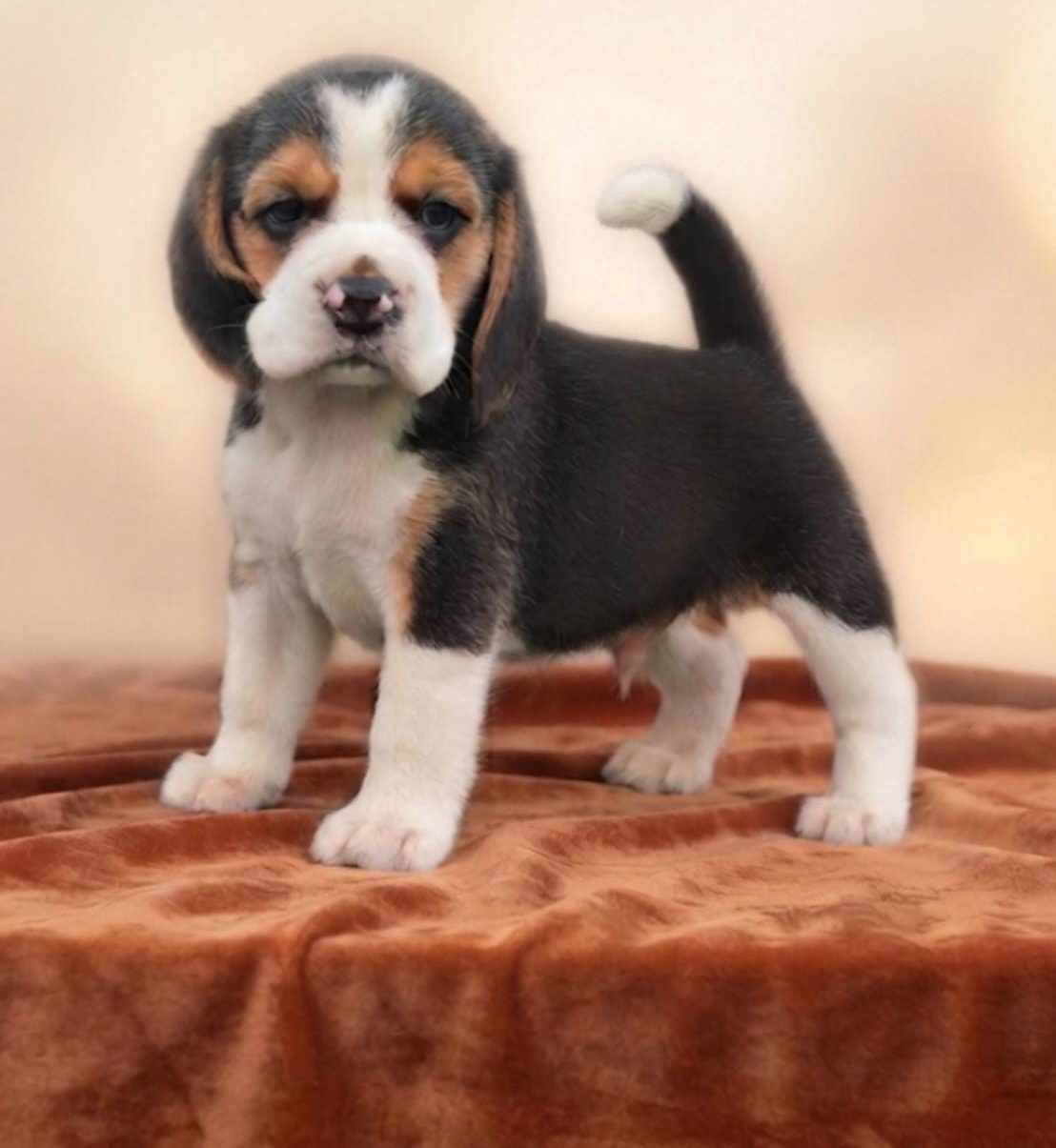 Clark, a tricolor Alamo Beagles puppy