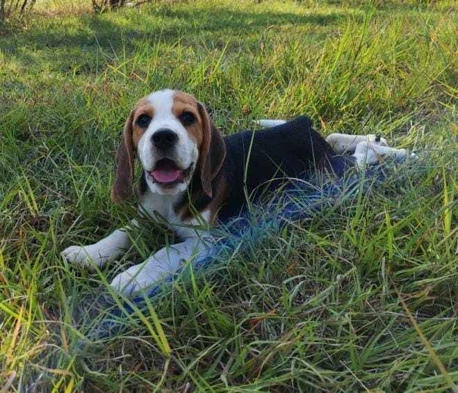 Tricolor Beagle lying in tall grass