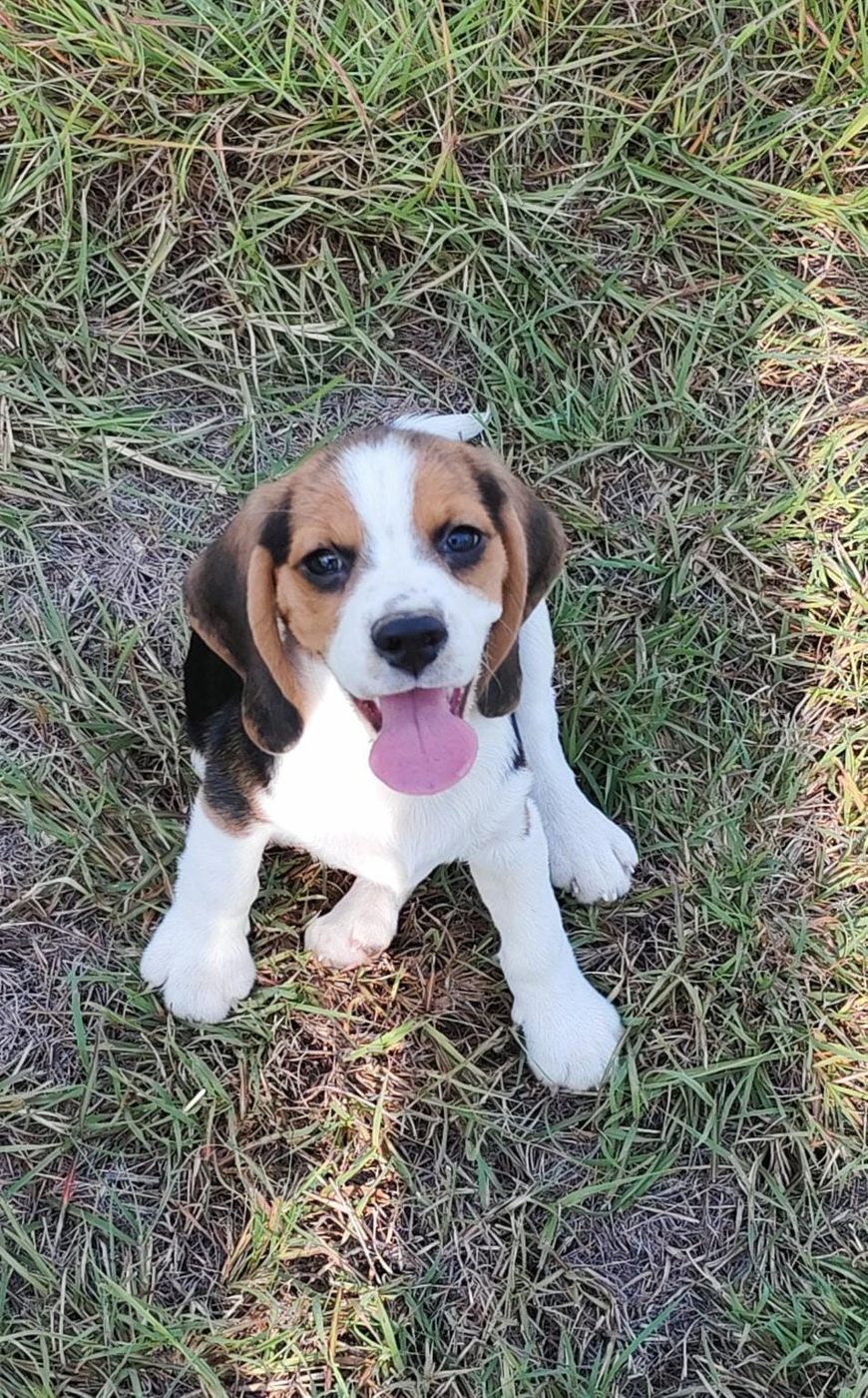 Tricolor puppy sitting in the grass