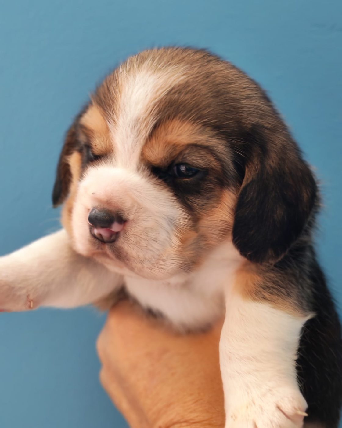 A tricolor puppy from the new litter