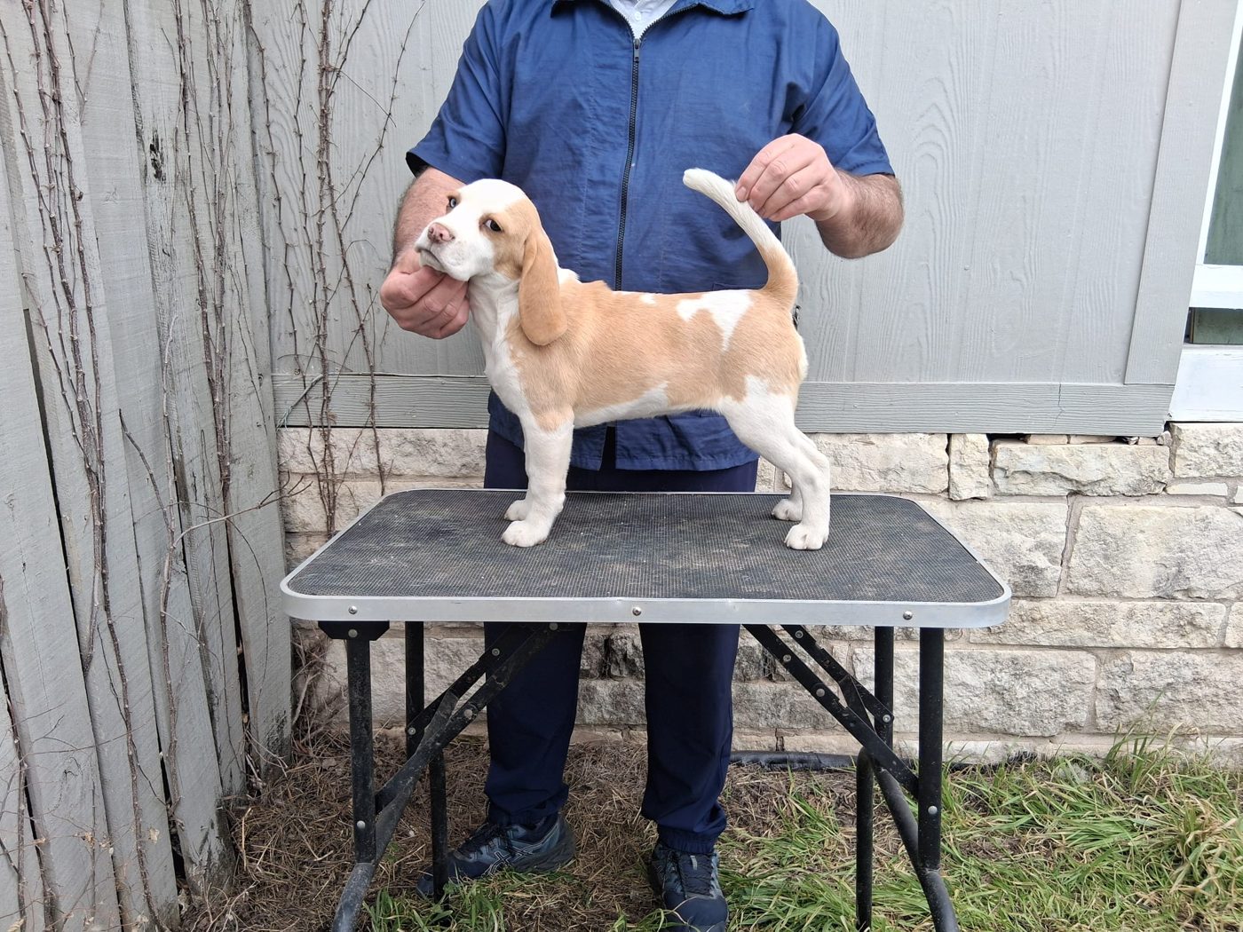 Lemon and white puppy standing on a grooming table