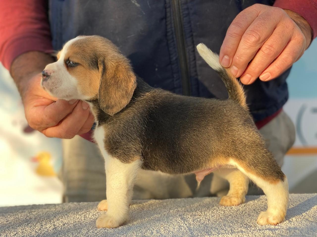 Tricolor puppy learning to stand for the show ring