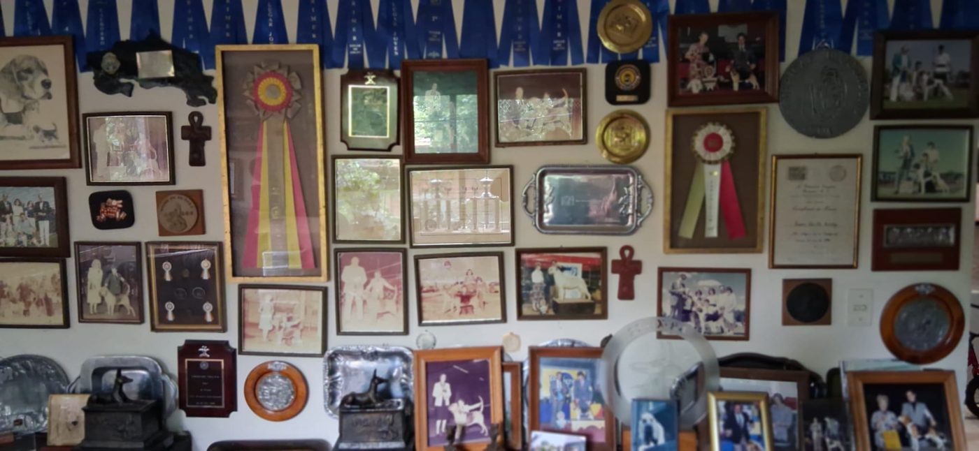 A wall of ribbons, trophies and framed photos